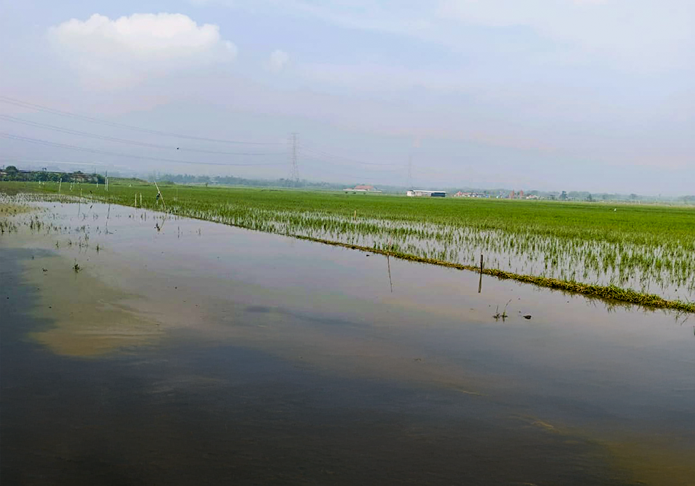 TANAH DI KAB. MOJOKERTO - WOFF868-1 - foto 2